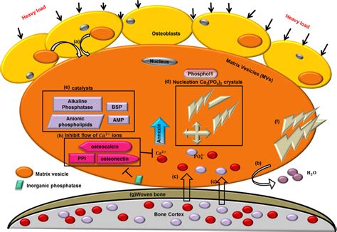 A pictorial representation of mechanobiology of woven bone formation ...