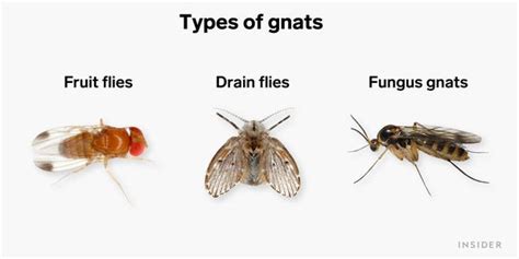 How To Get Rid Of Gnats Without Apple Cider Vinegar In Quick Easy Steps