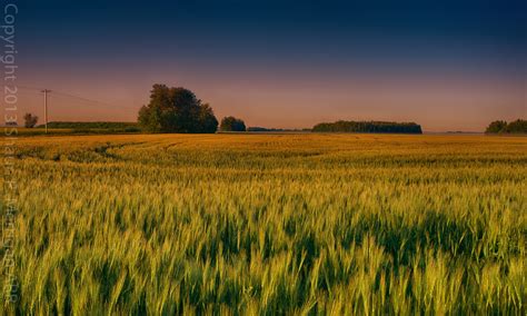 Alberta Prairie Sunrise - Landscapes of Western Canada by Shaun Merrigan