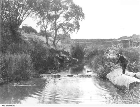 Men fishing from the Murray River • Photograph • State Library of South Australia