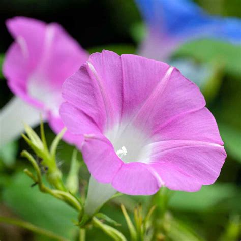 Morning Glory Seeds - Pink Ipomoea Flower Seed