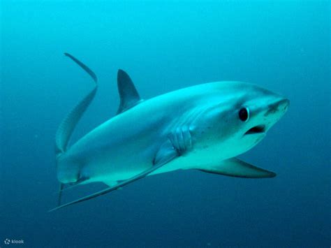 Encounter Thresher Sharks: Early Morning Dive in Malapascua with PADI 5 Star CDC - Klook