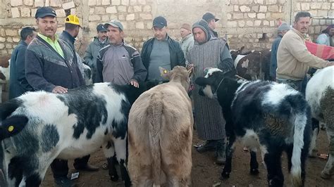 فيديو خاص: أروع عجول حليب وكسابية وعجلات في خاطر العشاقة 15/11/2022 ...