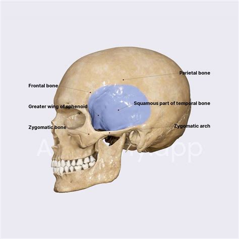 Temporal fossa | Skull topography | Head and Neck | Anatomy.app | Learn anatomy | 3D models ...