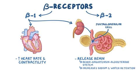 Peripheral postsynaptic anti-adrenergics: Beta blockers - Osmosis