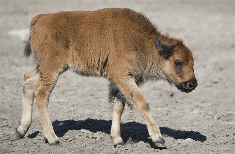 Baby bison rejected by mother after Yellowstone tourists put it in ...