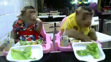 Monkey Eating GIFs - Get the best GIF on GIPHY