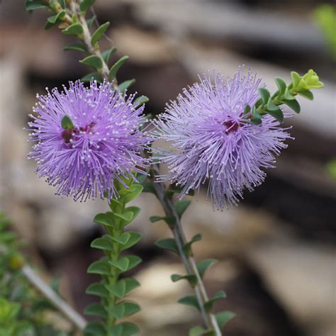 Melaleuca - Australian Native Plants Society (Australia)