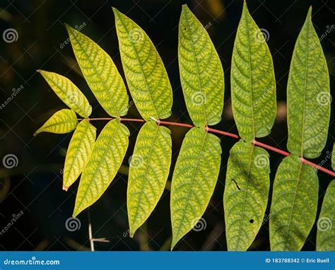 Black Walnut Tree Leaves Close Up Stock Photo - Image of fade, green: 183788342