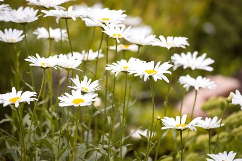 Free picture: daisies, flowers, grass, nature, plant, bloom, blossom, flora