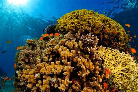 Coral Reefs in Andaman Islands - Andaman Guide