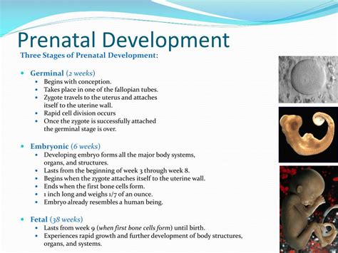 PPT - Prenatal Development PowerPoint Presentation, free download - ID:5669847