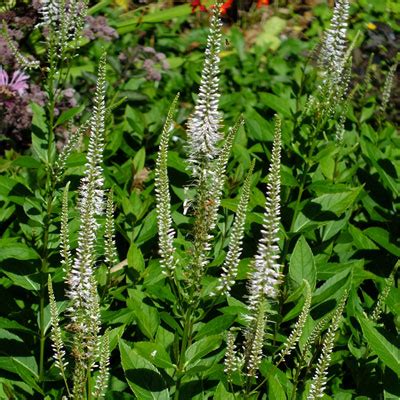 Veronicastrum virginicum f. roseum 'Pink Glow - Dorset Perennials