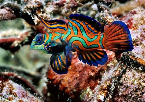 Εκπληκτικά ψάρια που ζουν στους κοραλλιογενείς υφάλους! | Perierga.gr