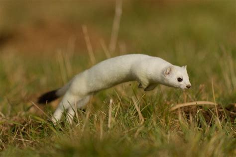 Stoat hunting in its winter coat