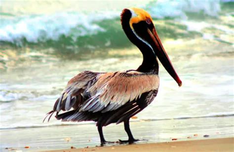 Brown Pelican - Description, Habitat, Image, Diet, and Interesting Facts