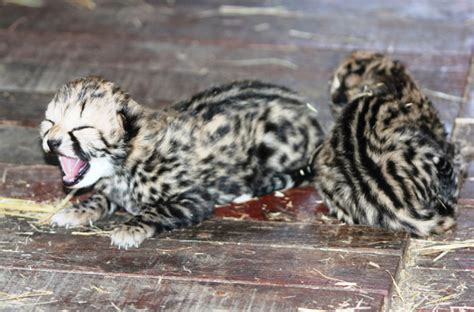 Two King Cheetah cubs born at the HESC! | HESC