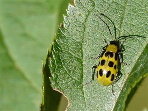 How To Get Rid Of Cucumber Beetles