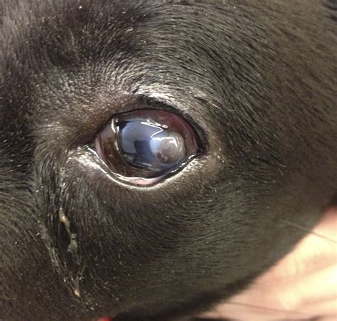 Corneal Abrasion In Dogs Treatment - Hasma