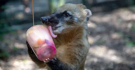 Tayto Park animals are enjoying cool treats as temperatures reach 30C - Dublin Live