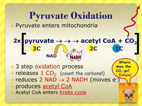 PPT - Pyruvate Oxidation & Krebs Cycle!! PowerPoint Presentation - ID ...