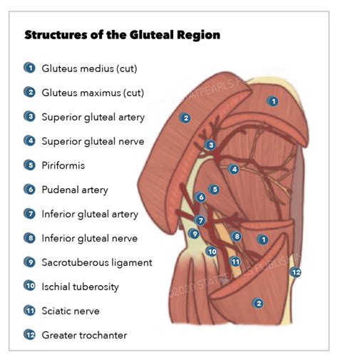 [Figure, Gluteal Region. The gluteus medius and gluteus ...