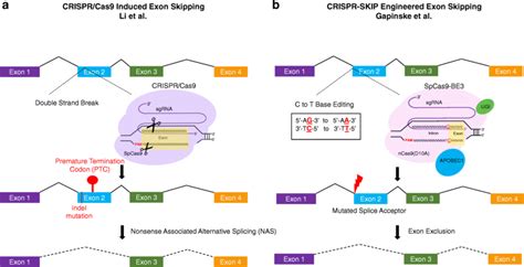 Mechanisms of CRISPR-induced exon skipping. a From Li et al. [6],... | Download Scientific Diagram