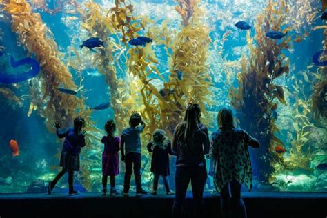 Birch Aquarium Announces Extended Summer Hours