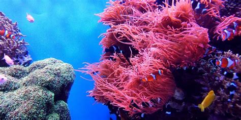 9 Ways to Help Protect Coral Reefs | Ocean Conservation