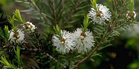 Health Benefits Of Melaleuca Oil