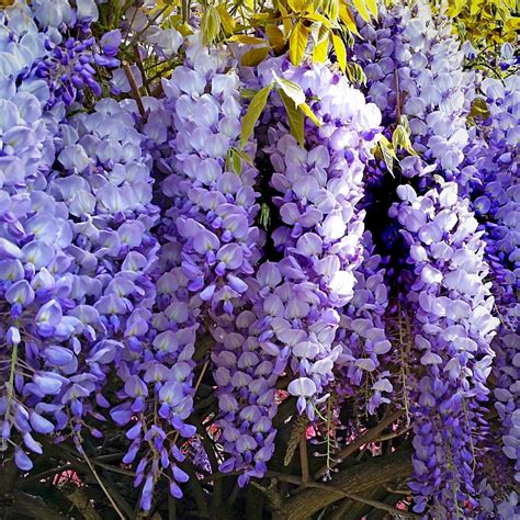 Wisteria Flower: How to Take Care and Grow Wisteria Plants