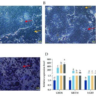 Morphology and identification of intestinal epithelial cell culture in ...