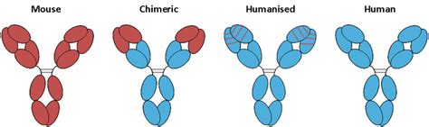 Humanization | Absolute Antibody