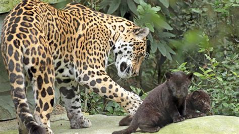 Black Jaguar Cubs Learn to Stalk at ARTIS - ZooBorns