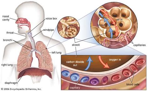 Hyperventilation | pathology | Britannica.com