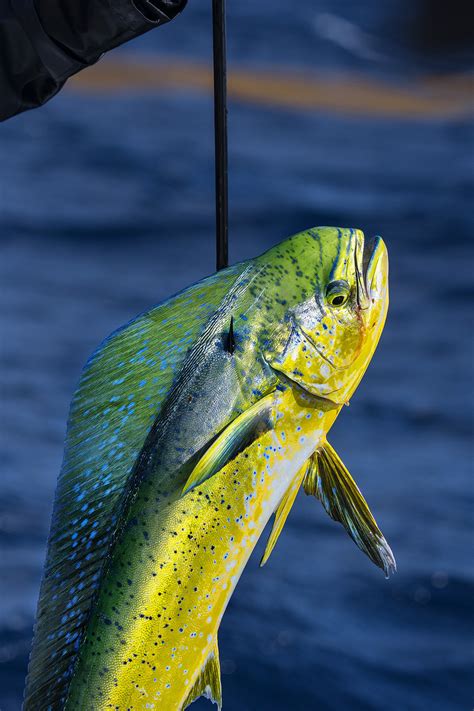 More Mahi-Mahi Tips — Waypoint Outdoors