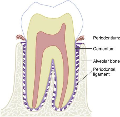 14. Periodontium: Cementum, Alveolar Bone, and Periodontal Ligament ...