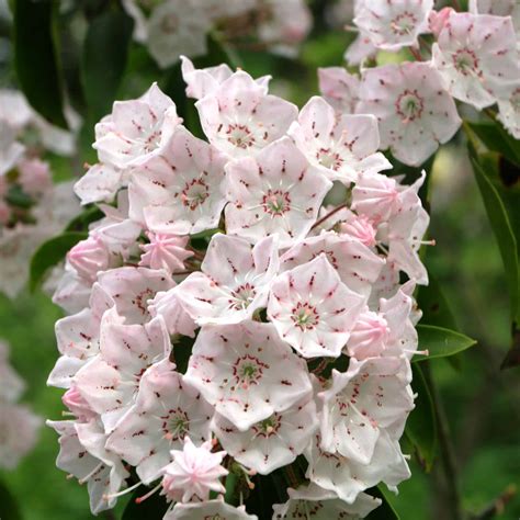 Mountain Laurel (Kalmia latifolia) - Bowman's Hill Wildflower Preserve