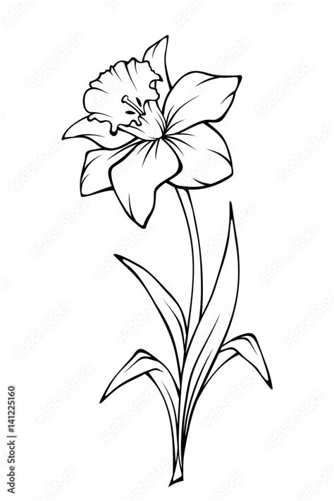 Narcissus flower isolated on white. Vector black and white line art illustration. Stock ...