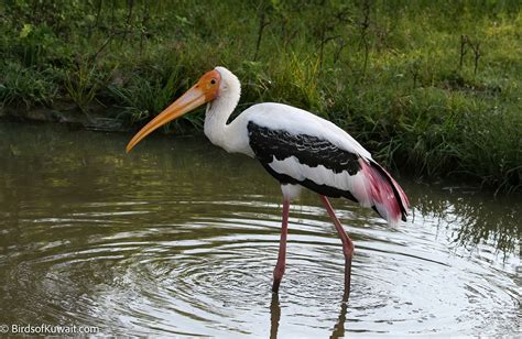 Painted Stork Mycteria leucocephala – Bird Sightings from Kuwait