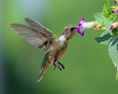 Attracting Butterflies and Hummingbirds to Your Garden