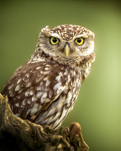 The story of the little owl and how it arrived in England | Paul Browning Photography