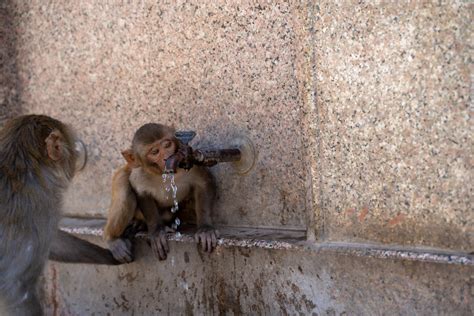 Monkeys drinking out of a water fountain at Monkey Temple … | Flickr