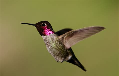 Anna's hummingbird - song / call / voice / sound.