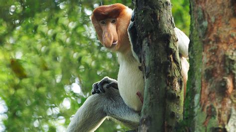 Proboscis Monkey - Singapore Zoo