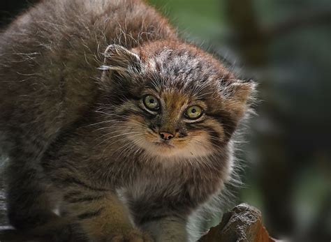 World's Small Wild Cats Get A Major Conservation Boost - WorldAtlas