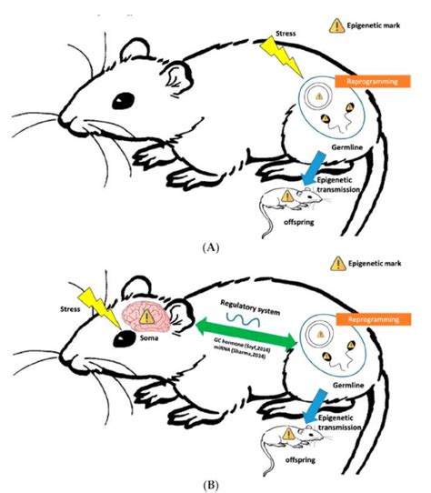 Potential inheritance pathways in the experience-dependent epigenetic... | Download Scientific ...