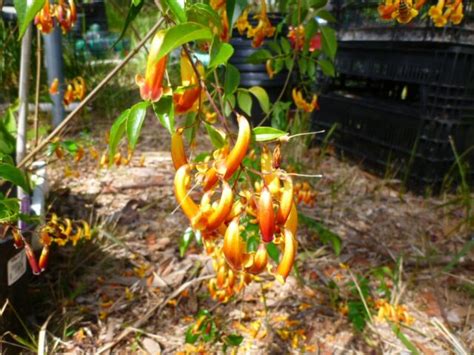 Australian Native Climbers and Creepers | Gardening With Angus