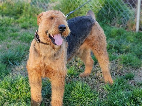 Frankenfaust Airedales - Airedale Terrier Puppies For Sale In Covington ...