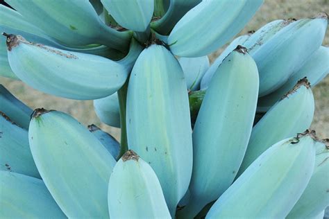 TIL Blue Bananas Are A Real Thing & They Taste Like Ice Cream